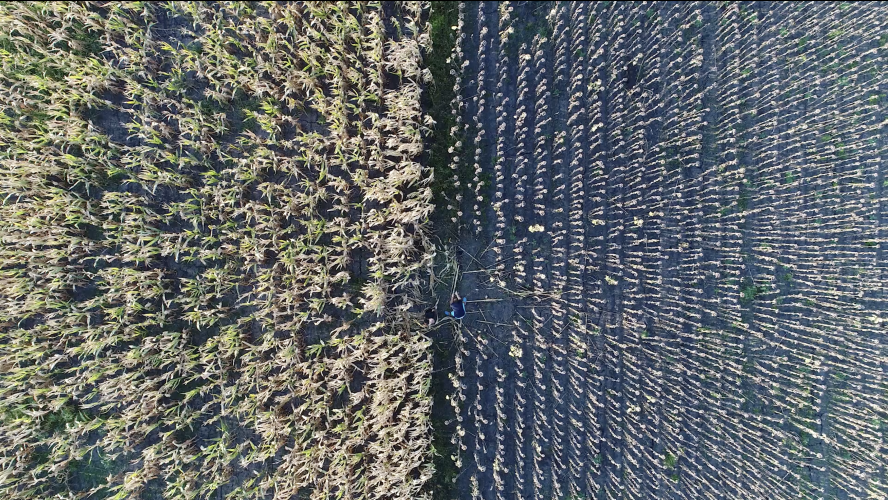 ring drón felvétel a szép nyári nap alatt 11